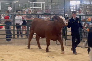 Garfield County Livestock Show